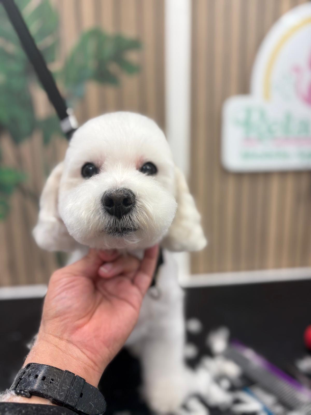 Mascota en Relax Pets Spa Grooming — imagen 10