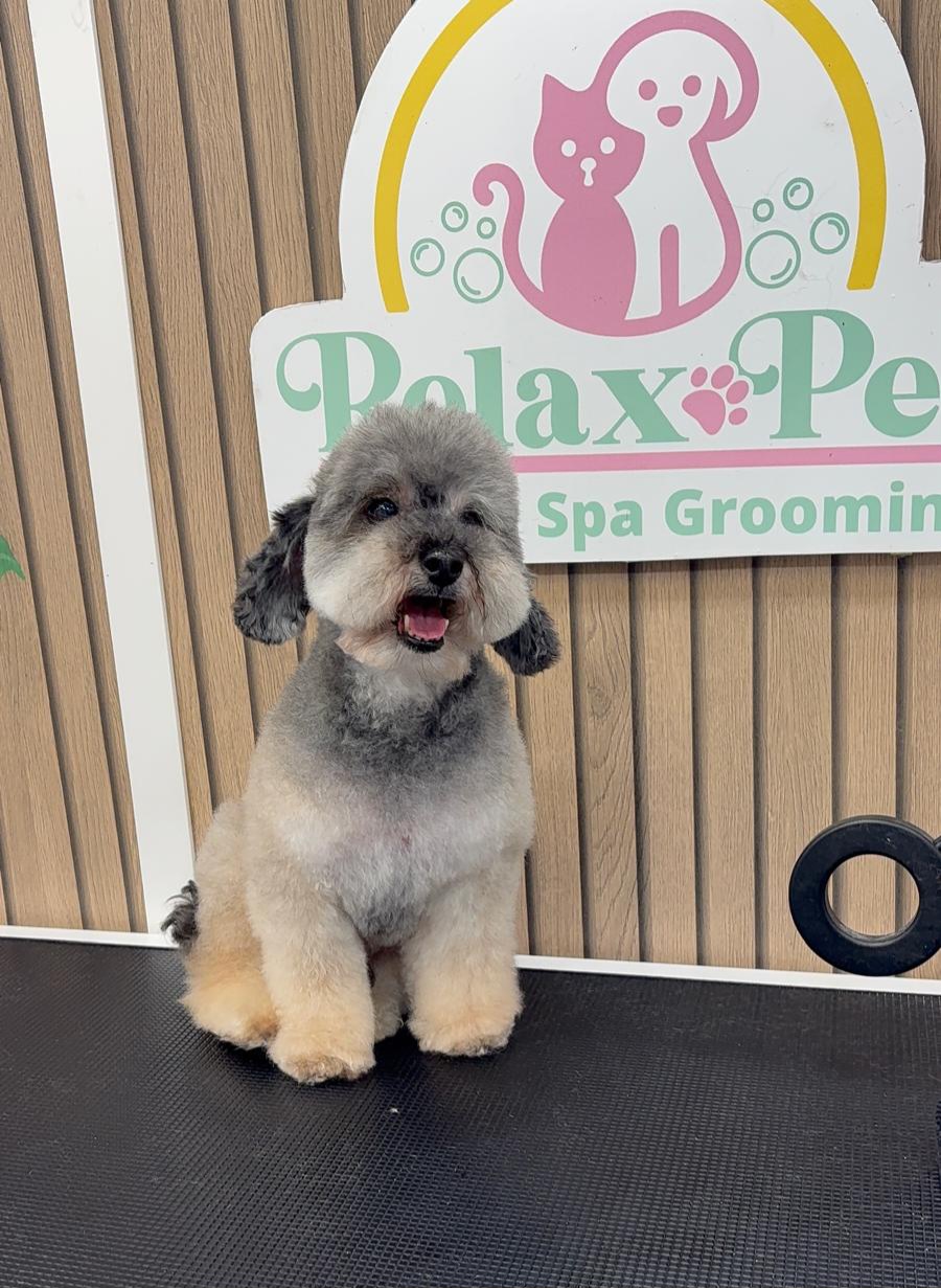 Mascota en Relax Pets Spa Grooming — imagen 11