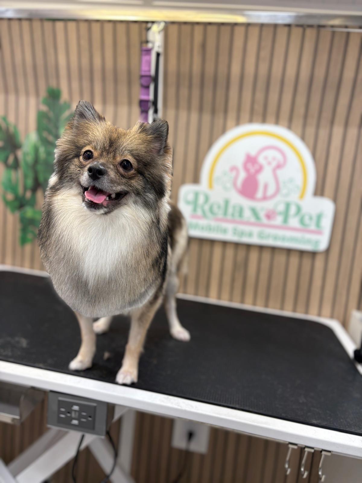 Mascota en Relax Pets Spa Grooming — imagen 12