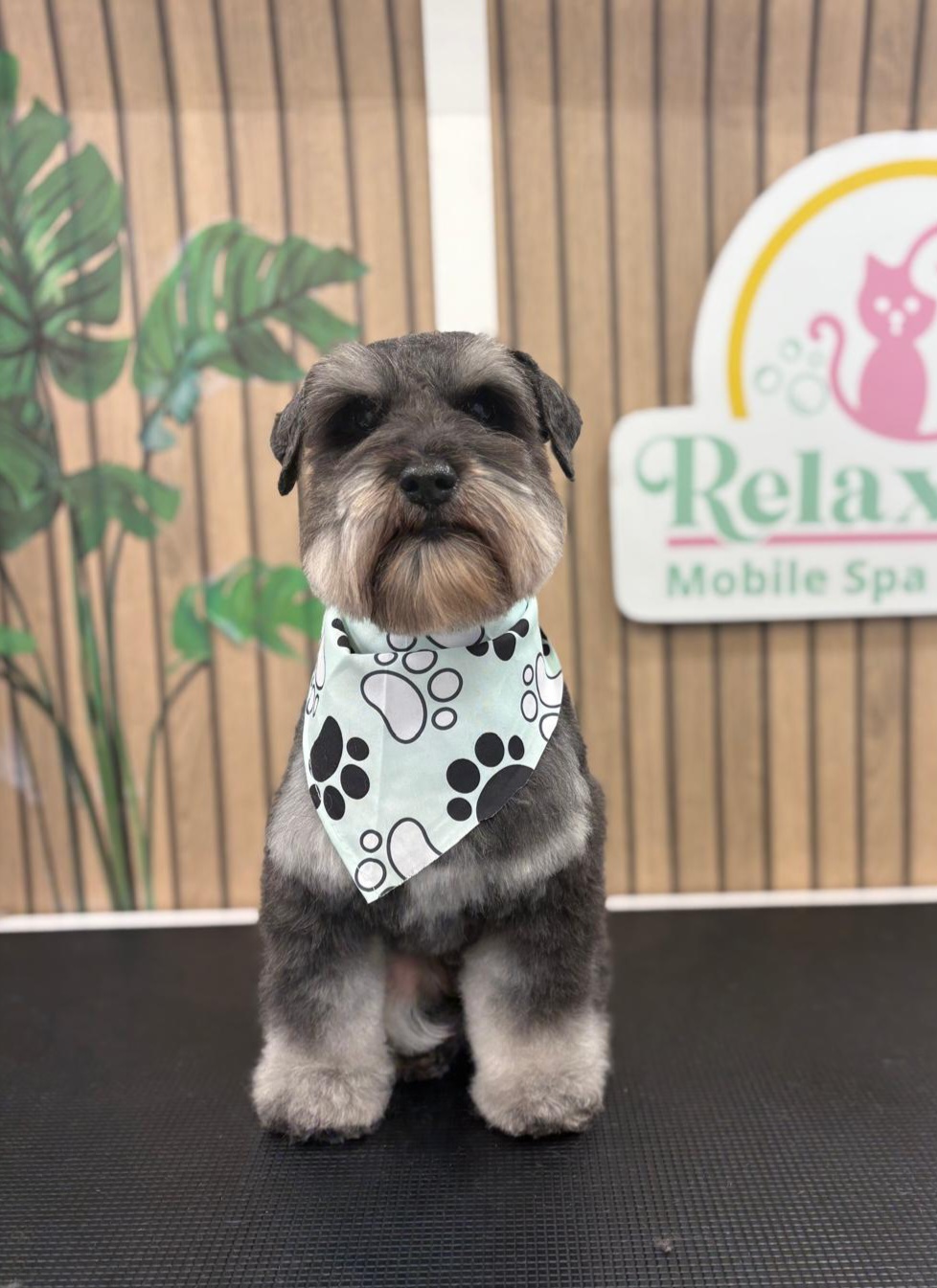 Mascota en Relax Pets Spa Grooming — imagen 1