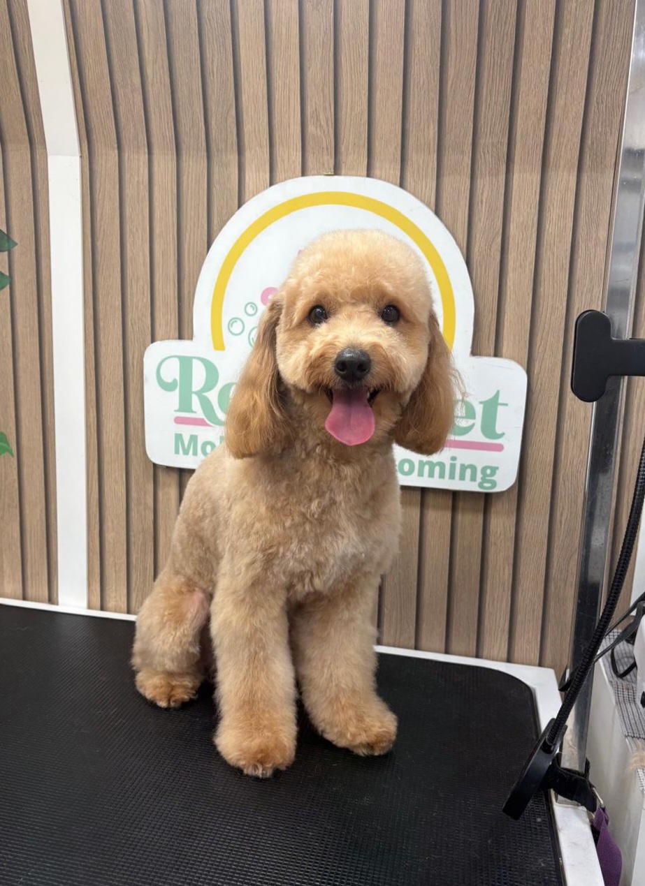 Mascota en Relax Pets Spa Grooming — imagen 3