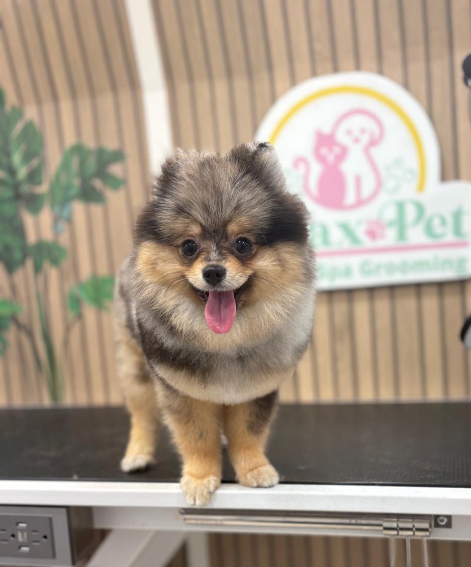 Mascota en Relax Pets Spa Grooming — imagen 6