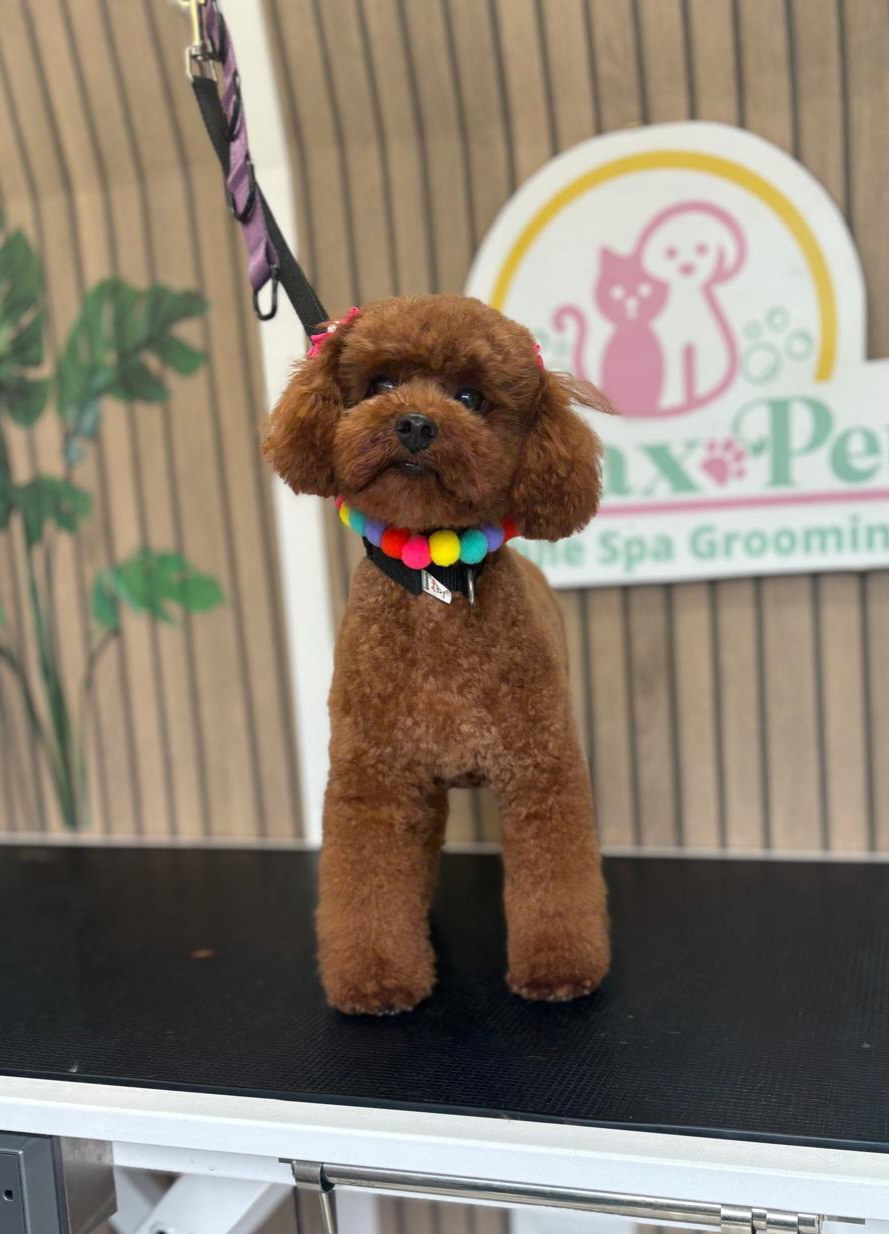 Mascota en Relax Pets Spa Grooming — imagen 7